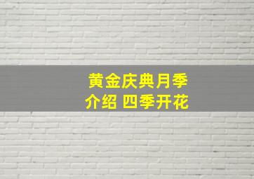 黄金庆典月季介绍 四季开花